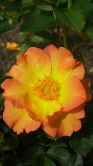 Rose Morden Sunrise Foto Myroses